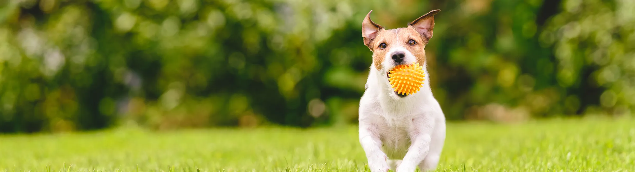 A happy dog running through the grass with a ball